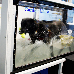 Kassi is an athletic dog who loves getting a good workout in our underwater treadmill...as long as she has her toy!